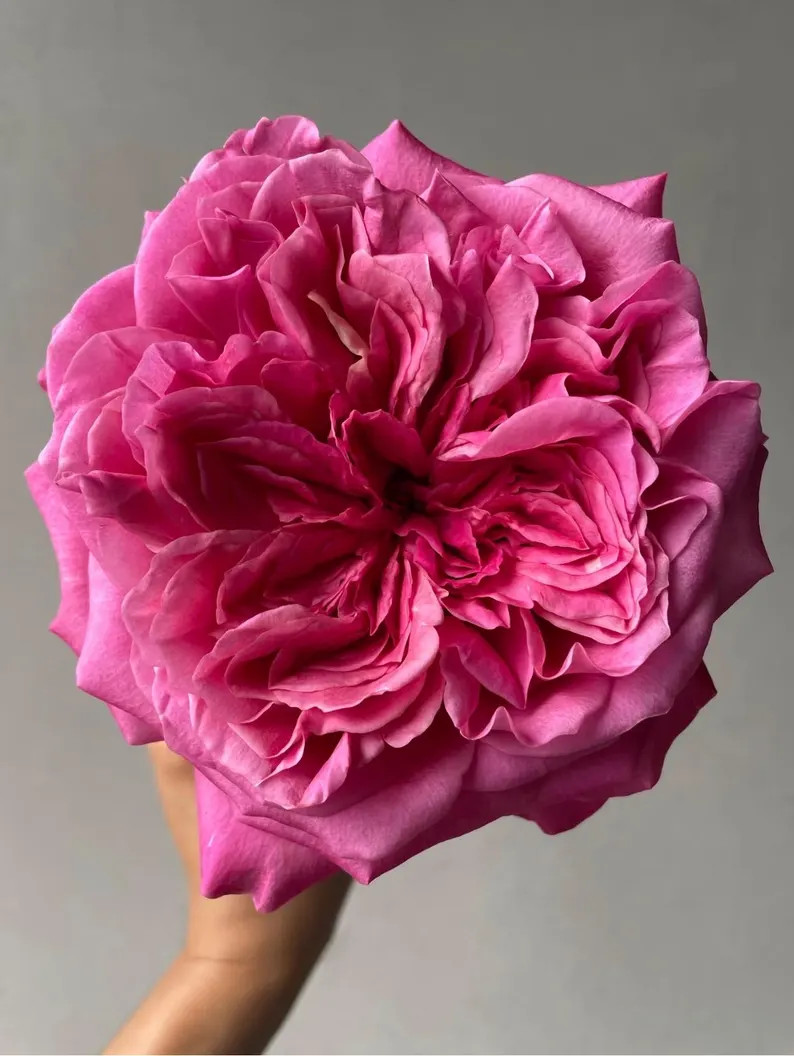 Hot Xpression — Rare Rose Live Plant — Deep Magenta with White Stripes — 14 Day Vase Life ... | Etsy (US)