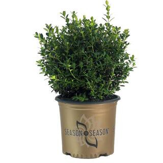 SEASON TO SEASON 2 Gal Baby Gem Boxwood Shrub 18669 - The Home Depot | The Home Depot