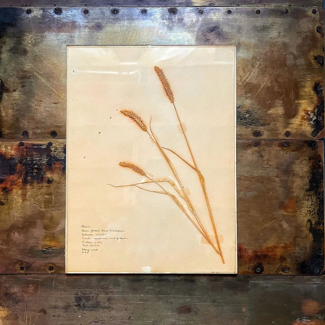Vintage Herbarium 1960s Botanical Specimen Mounted Under - Etsy | Etsy (US)