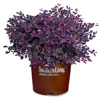 Southern Living Plant Collection Pink Purple Daydream Loropetalum Foundation/Hedge Shrub in 2.5 -... | Lowe's