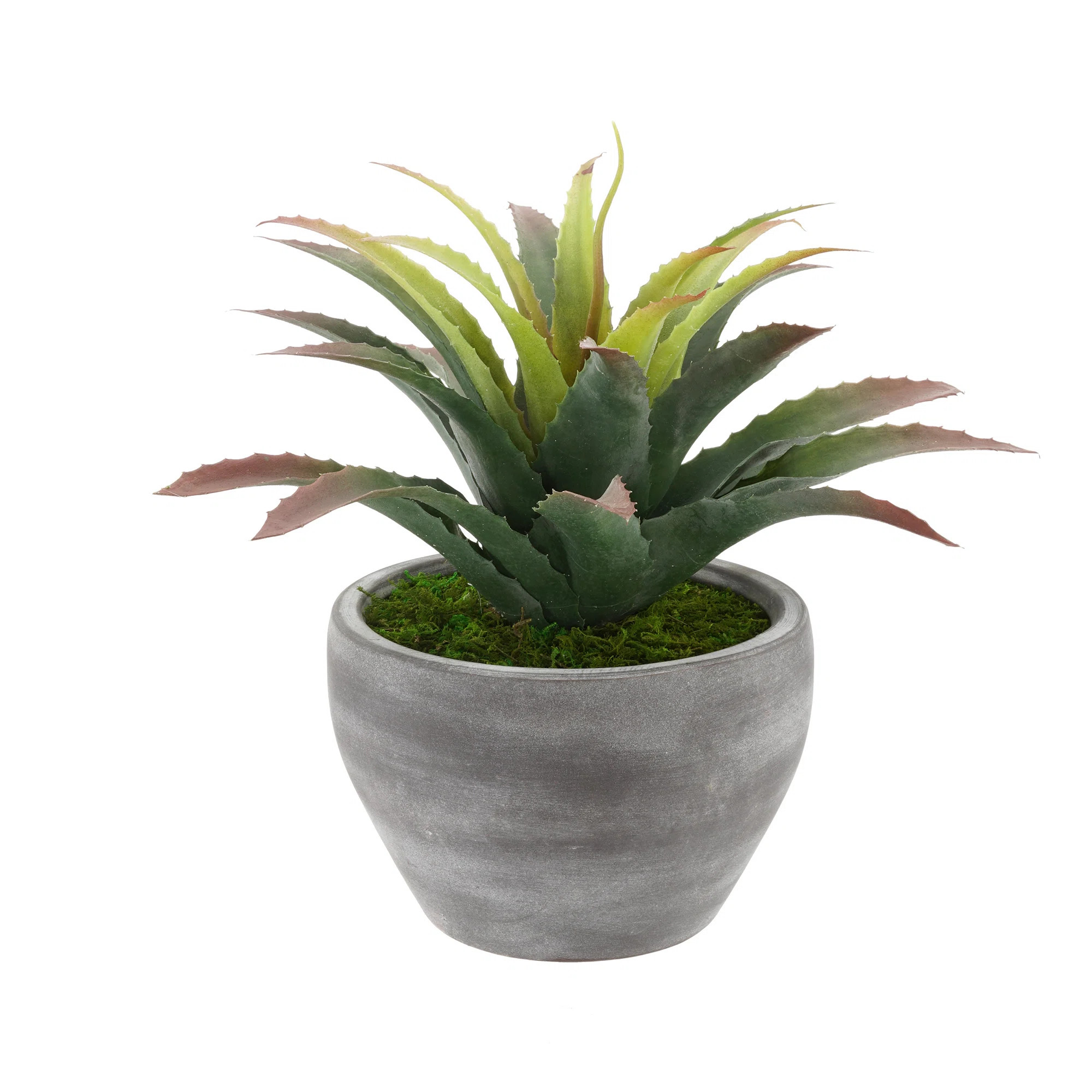 12" Faux Star Succulent in Gray Ceramic PotByPrimrue4.8Rated 4.8 out of 5 stars.9 Reviews | Wayfair North America