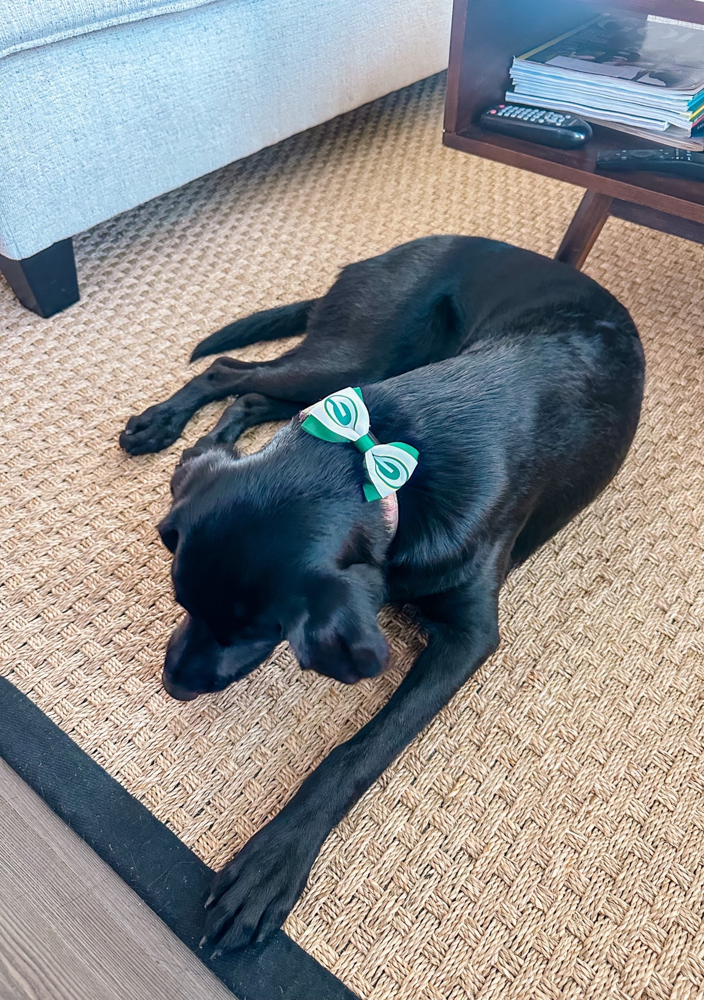 Some things could not be cuter…and dressing Piper in little accessories is one of those things!! Alex found this adorable little bow when he was in Green Bay, and we love putting it on her collar for game days 💛🏈💚

#LTKPets