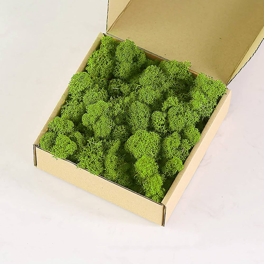 prefleur Preserved Reindeer Craft Moss Natural Green DIY Kit Terrariums Gardenning Art Wall Flori... | Amazon (US)