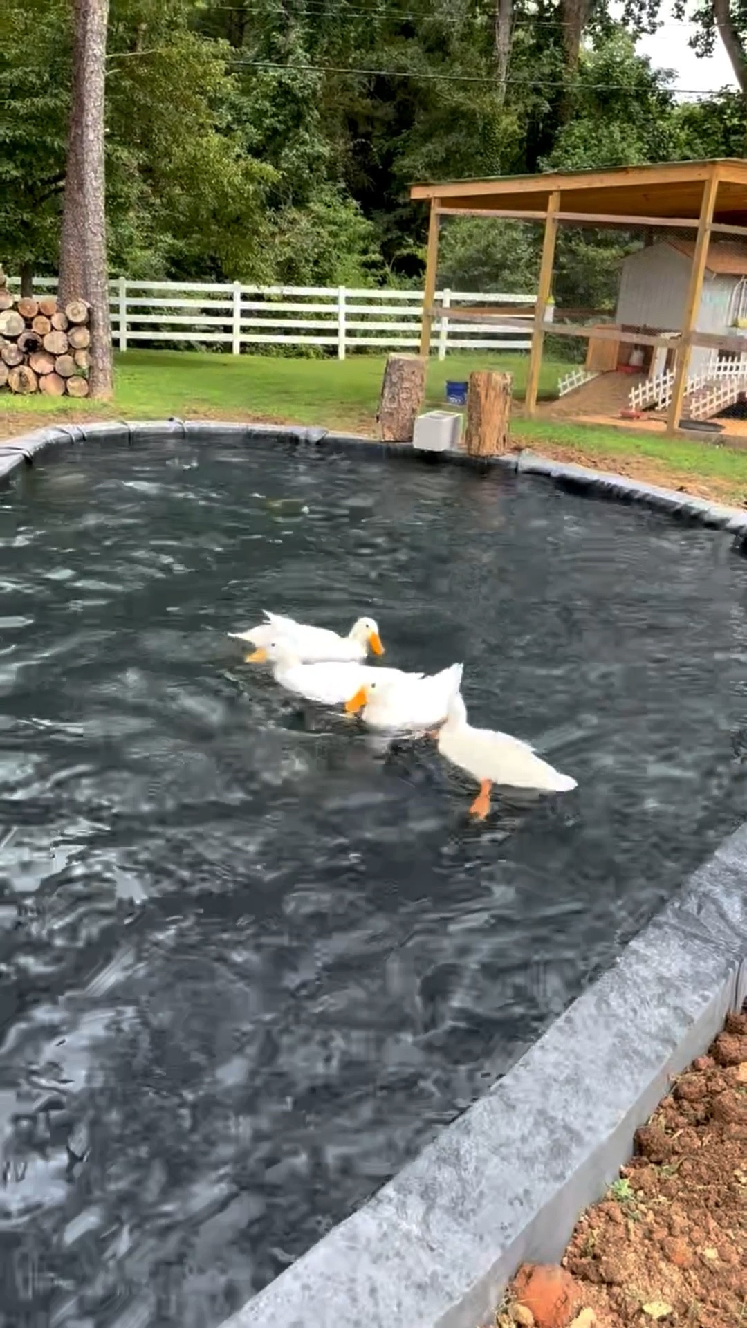 my dad made his ducks 🦆 this pond and they are just too cute 🥹🥹🥹

#LTKPets