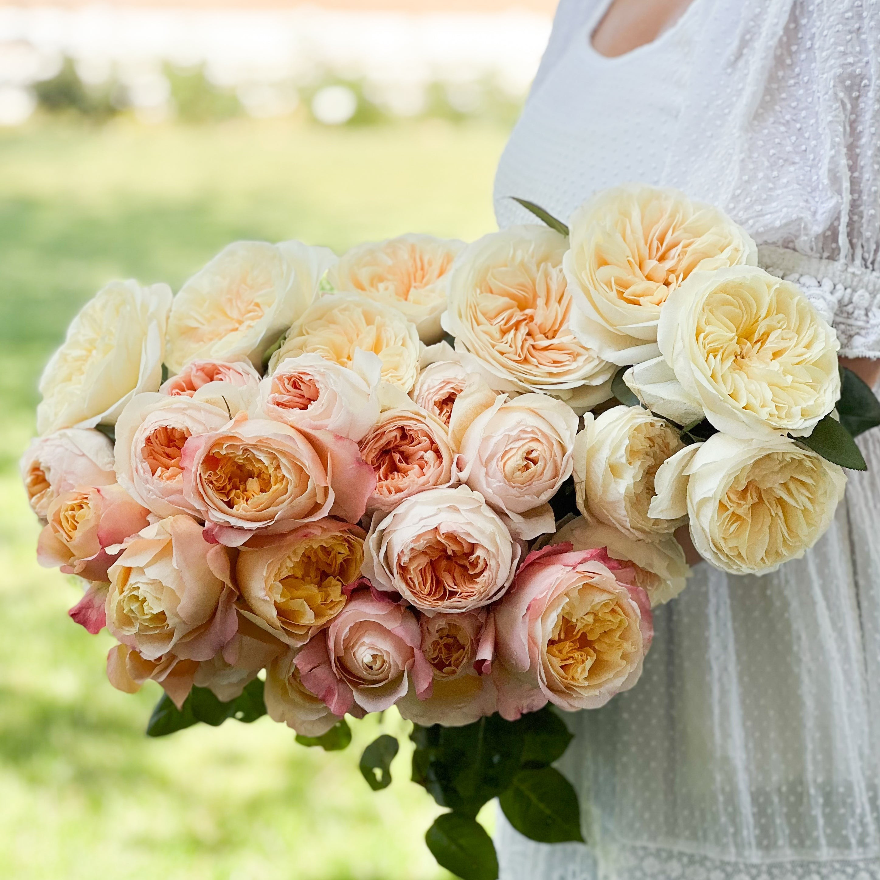 David Austin Peaches and Cream Garden Rose Bundle | Grace Rose Farm