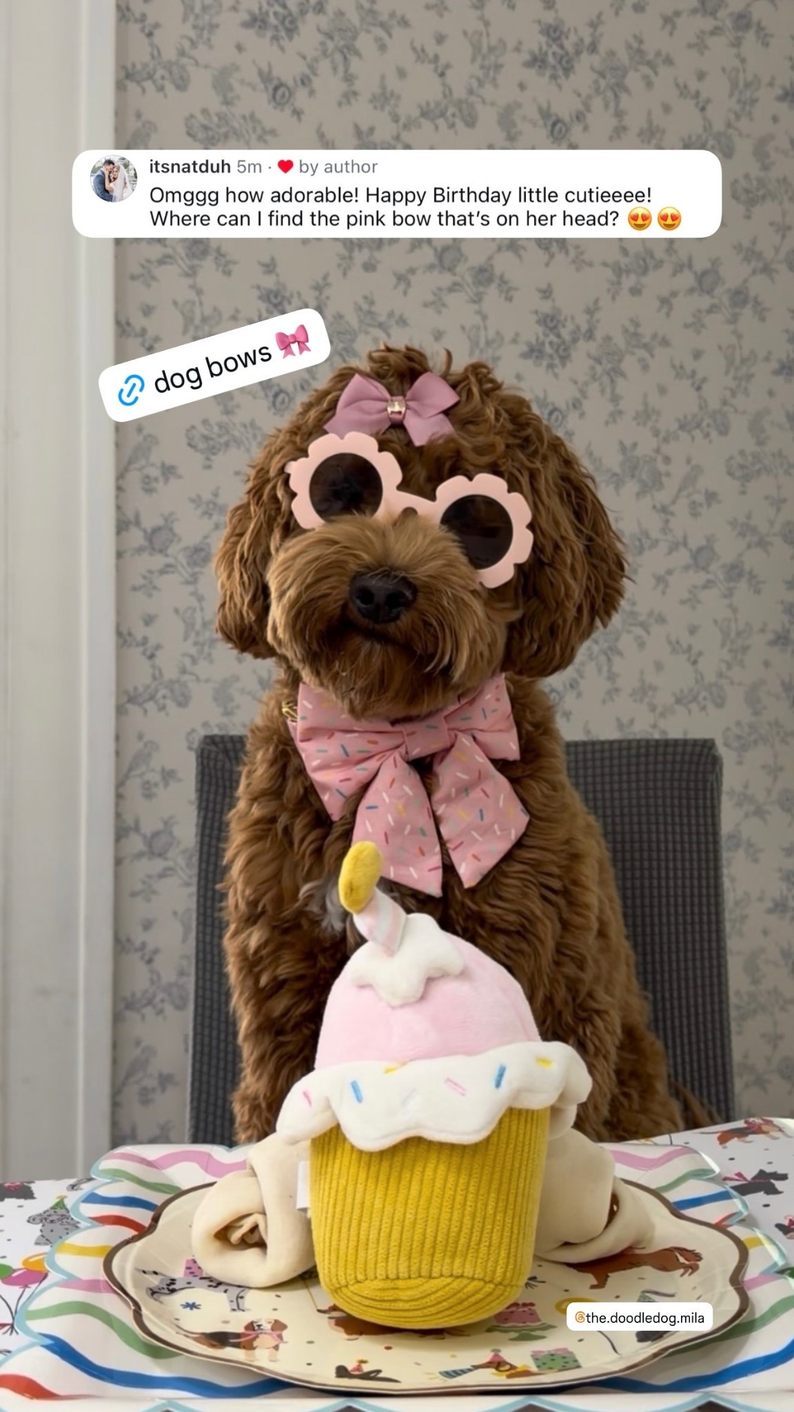 #dogs #dogstyle #labradoodle #dogmom