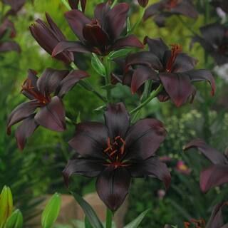 VAN ZYVERDEN Lilies Asiatic Black Charm Bulbs (7-Pack)-11356 - The Home Depot | The Home Depot