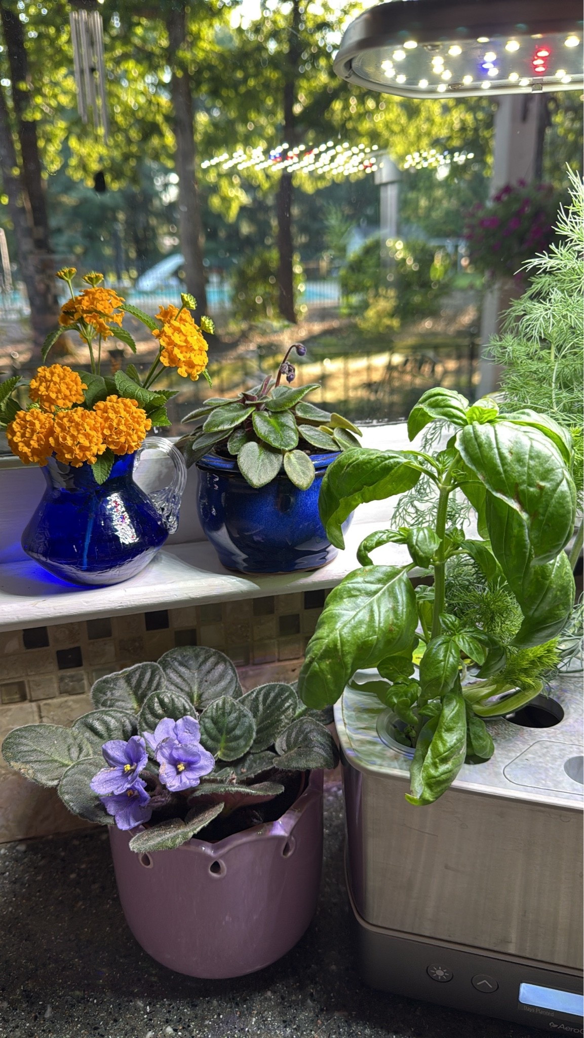 Fresh herbs in the kitchen at your fingertips. Seed pods grow quickly and all
You do is put water in the tank.

#LTKHome #LTKSaleAlert #LTKdayinmylife