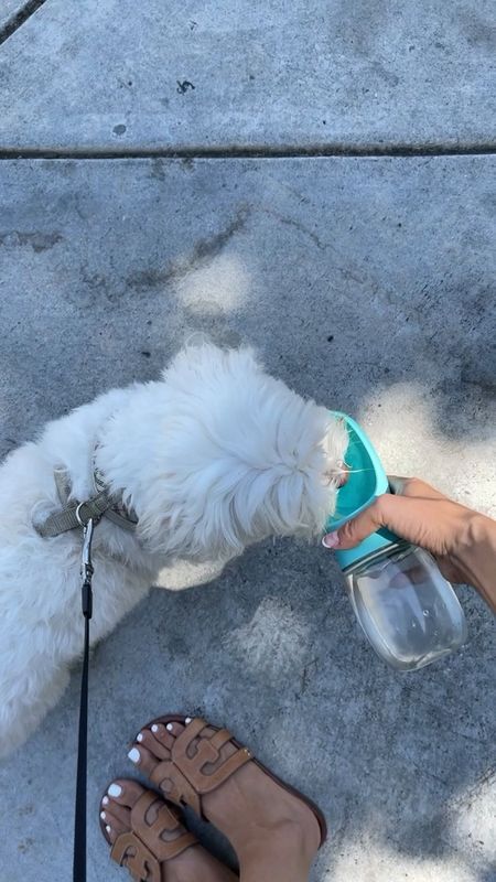 I bring this water bottle with me when I walk Sophie! Fits perfectly in my bag and is 25% off [under $15 find]

#LTKsalealert #LTKxPrime #LTKfindsunder50