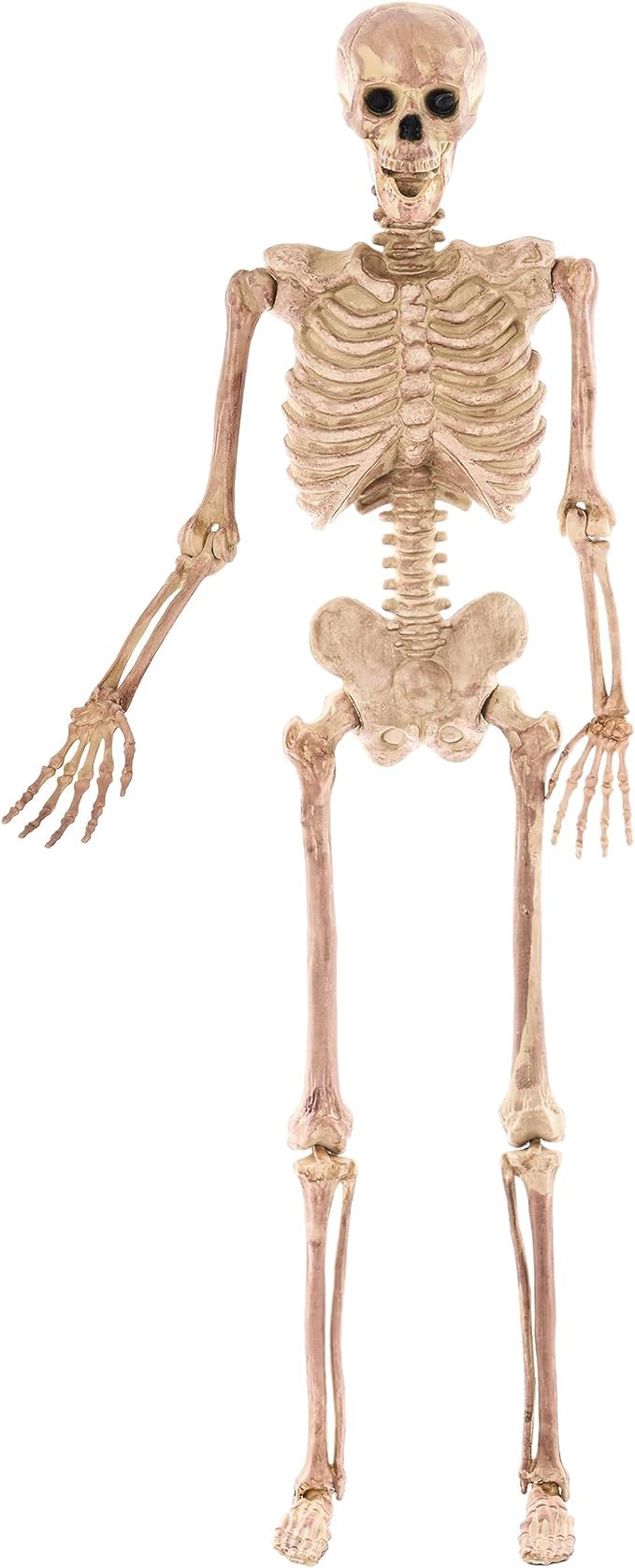 JOYIN Halloween 4.9 FT Skeleton Full Body Posable Joints Realistic Human Plastic Bones for Hallow... | Amazon (US)