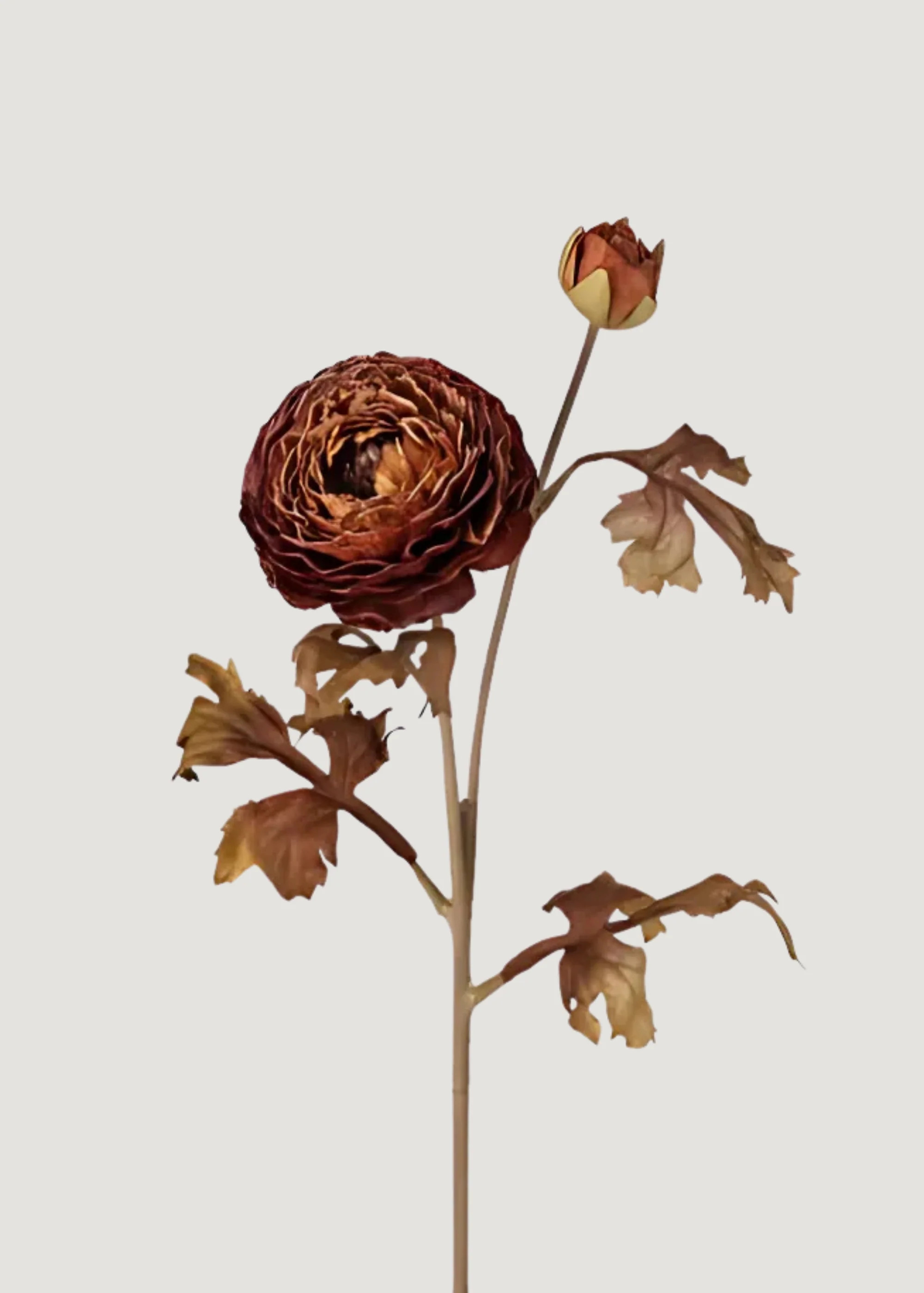 Rich Brown-Hued Ranunculus | Faux Fall Flowers | Afloral | Afloral