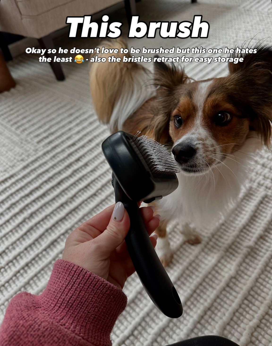 Dog hair brush that Bentley tolerates 😂

#LTKPets