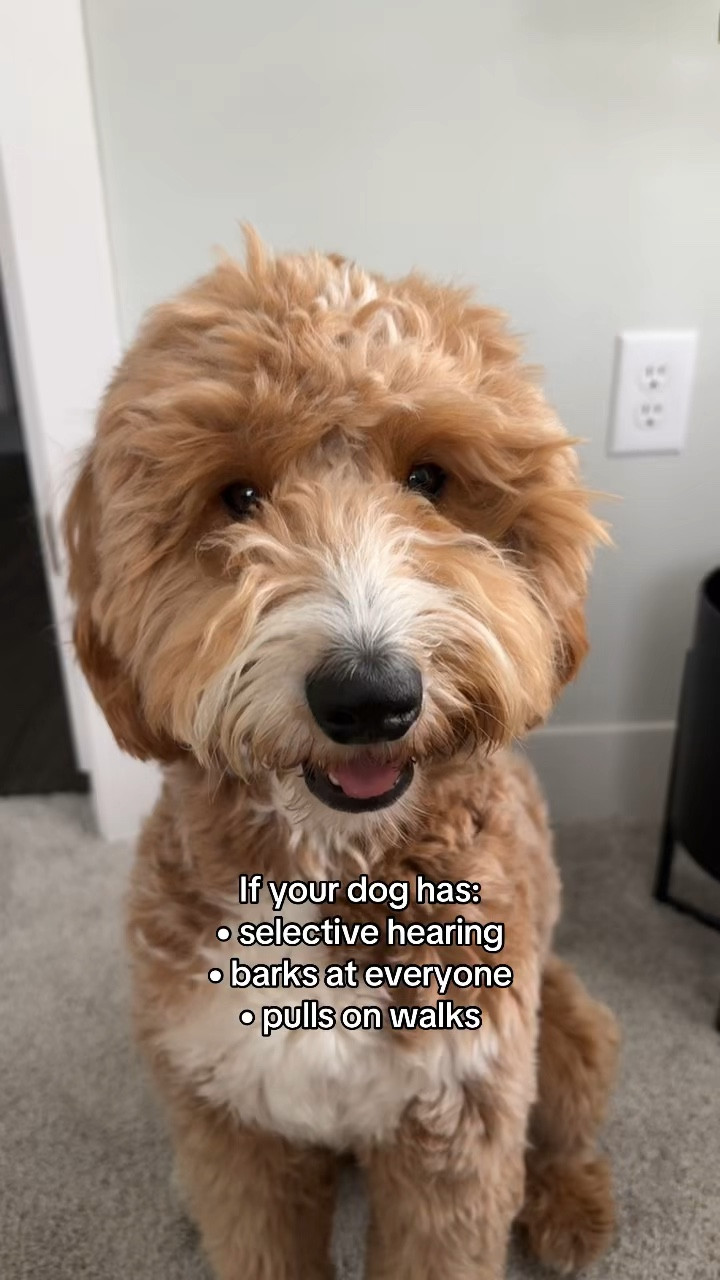Training wasn’t clicking with Walter. He’d listen for 2 seconds and then go right back to ignoring us. Even treats weren’t helping 🙃😅

This @jugbow_official training collar has made such a big difference!

#dogsofinstagram #puppylife #dogtraining #dogparents #goldendoodle

#LTKstorytime #LTKActive #LTKmomlife