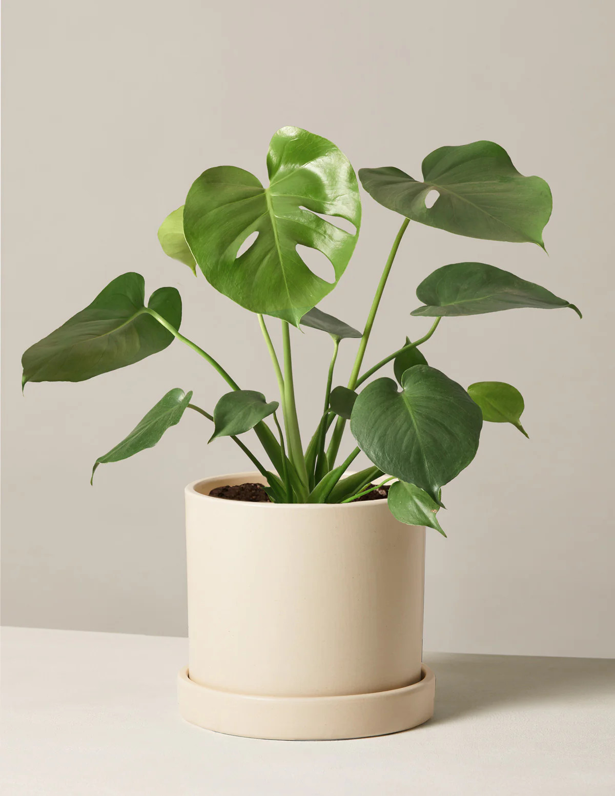 Monstera Deliciosa
    $64 | The Sill