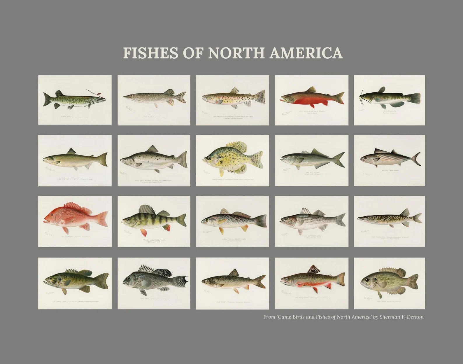 Fishes of North America by Sherman F. Denton Digital Print Home Decor Art Bedroom Office Living R... | Etsy (US)