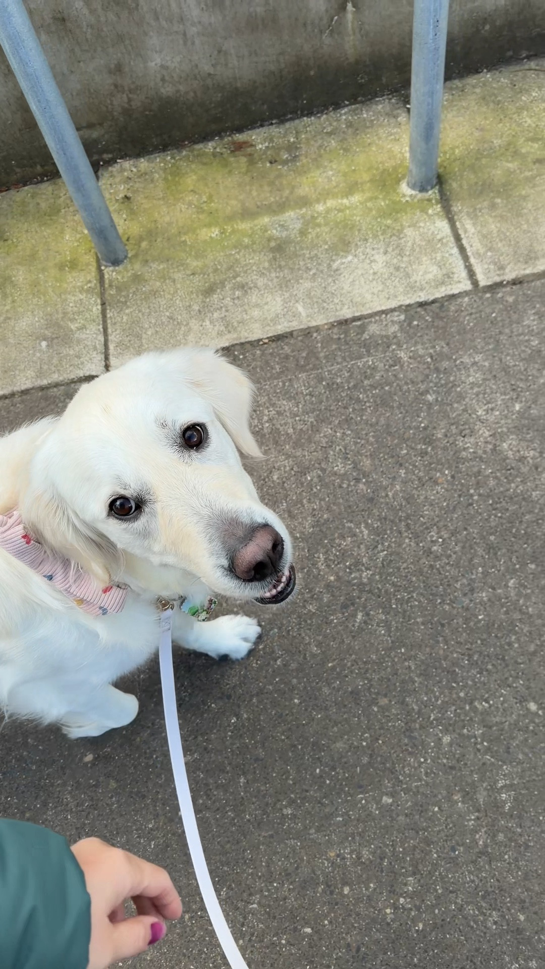  Nash’s 🐕 walk gear
+ sunny tails ☁️ leash
+ Cotopaxi treat bag 

#LTKstorytime #LTKdayinmylife