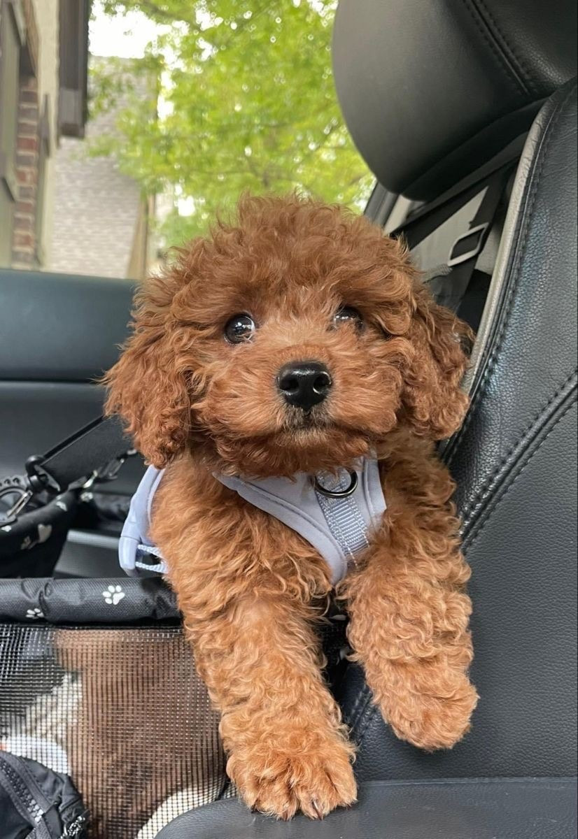 Puppy life activated, here are the things we cannot live without.





Ralph Lauren polo 

#LTKHome #LTKBaby #LTKmomlife