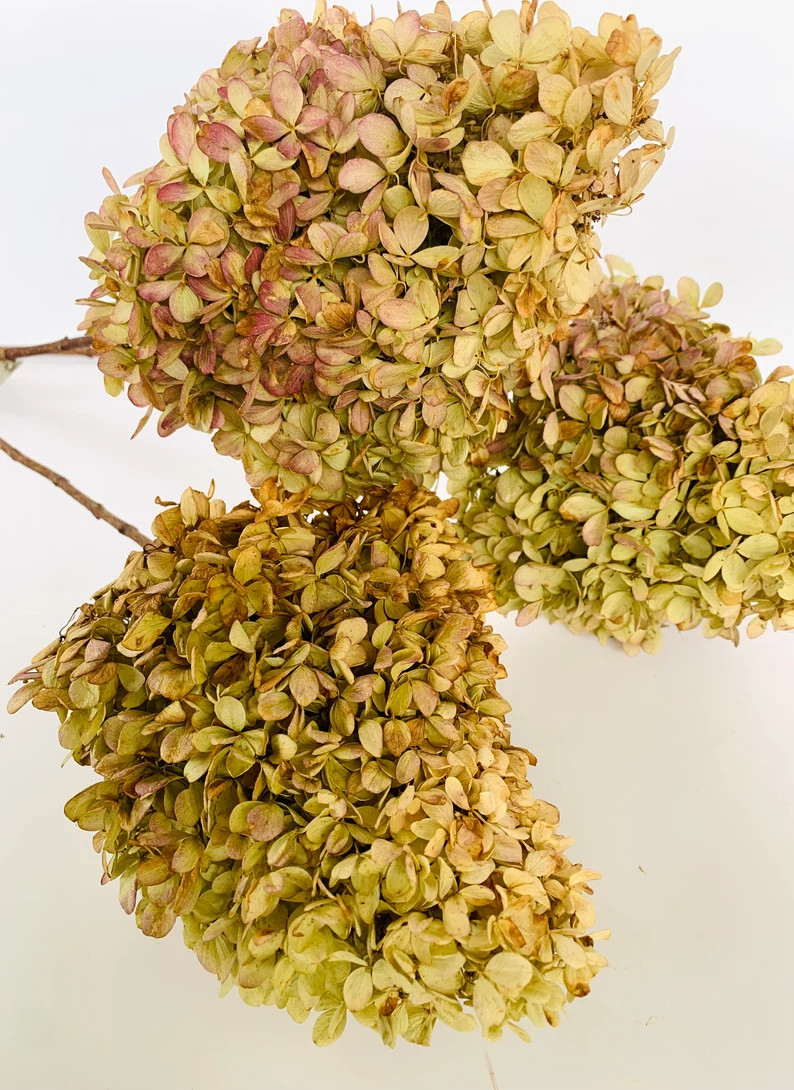 Dried Hydrangeas With Stems Bundle - Etsy | Etsy (US)