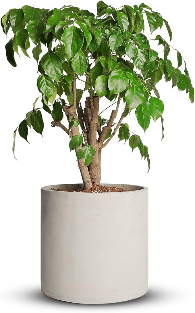 Mozing Cement Plant Pots Indoor - 12 inch Concrete Planter Pot for Planting - Modern Stone Clay F... | Amazon (US)