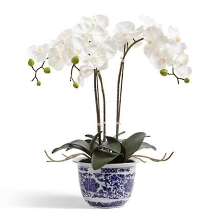 Orchid Potted Plant in Ming Vessel | Frontgate