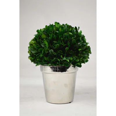 Ball Boxwood Topiary in Planter Base Color: Silver | Wayfair North America