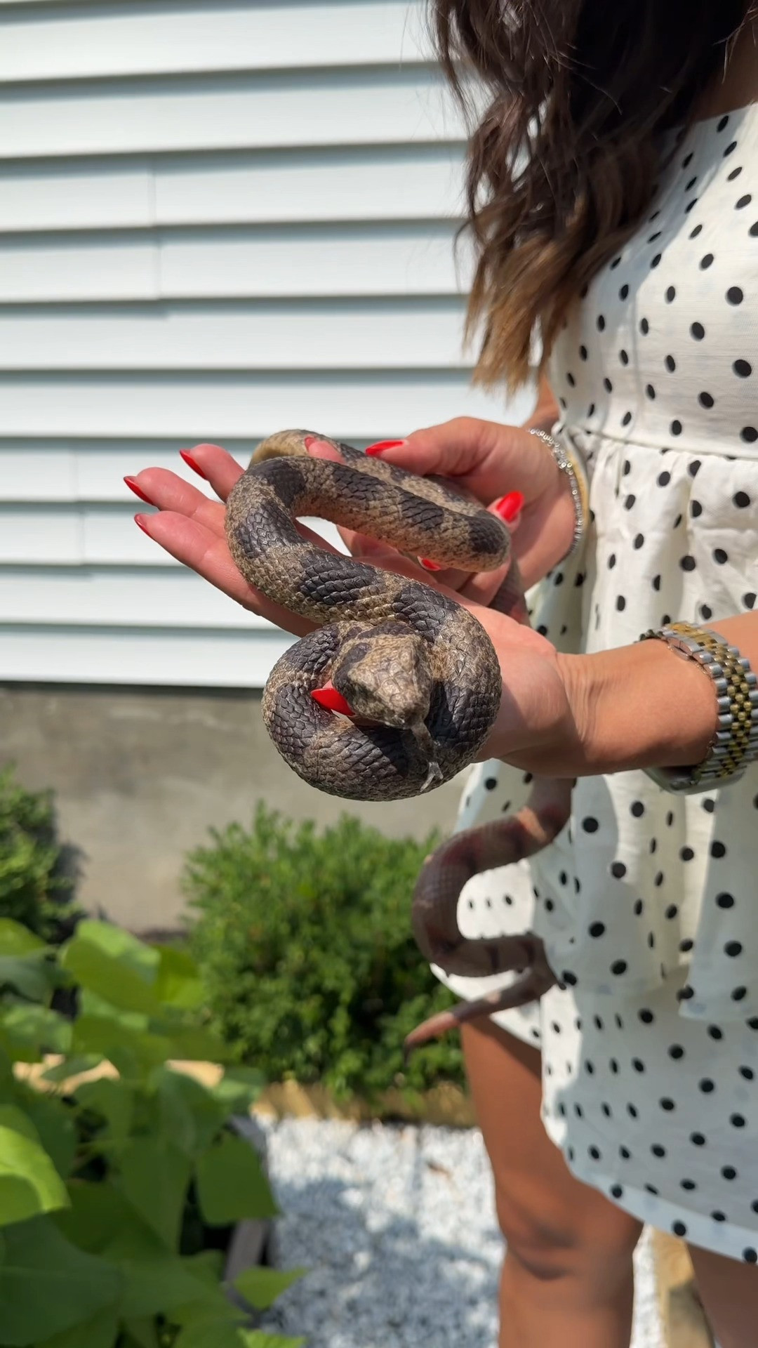 Did these scare anyone else 😂🐍 I added these to my garden to try to keep rabbits and birds away. 

I think the trick is to move them every other day! This + motion sensors are super effective! I try to stay away from anything that’s scented since watering and rain makes them less effective. 

 #LTKHome