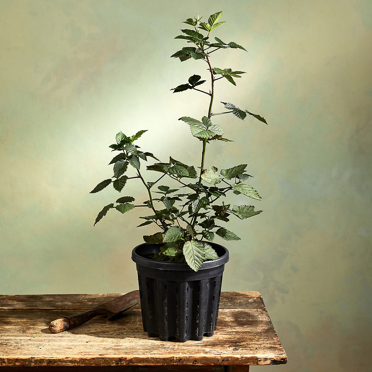 Navaho Blackberry Shrub | Terrain