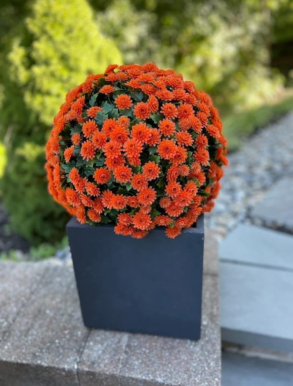 Top selling faux mum spheres!! 

Bring rich seasonal color to your porch, entryway, or living space with these faux mum spheres. Lifelike blooms add texture and charm without the upkeep, while the indoor and outdoor design makes decorating easy year after year @QVC

#LTKSeasonal