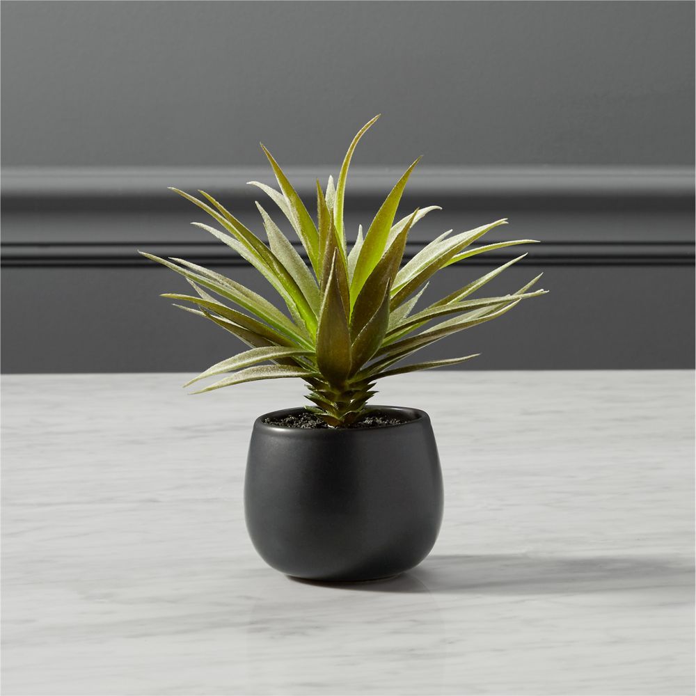 potted succulent with black pot | CB2