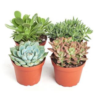 Shop Succulents 4 in. Assorted Succulent Collection Succulent (Collection of 4) A4-4 - The Home D... | The Home Depot