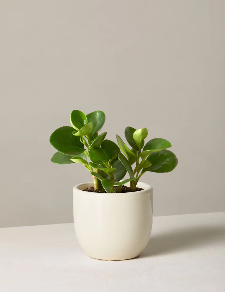 Peperomia Obtusifolia | The Sill