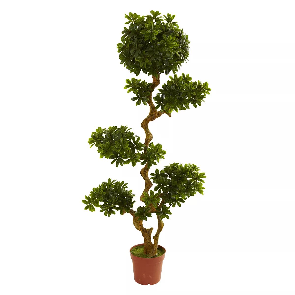 nearly natural 5-ft. Potted Pittispourm Tree - Indoor & Outdoor | Kohl's