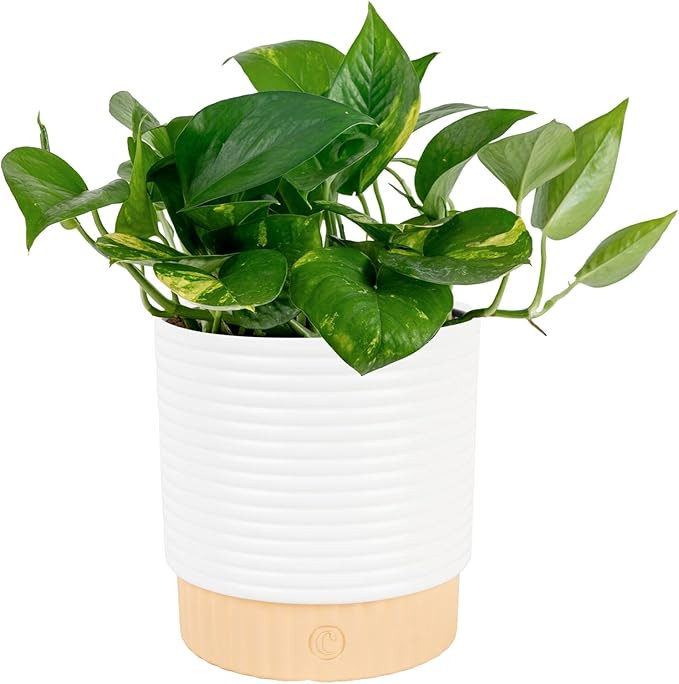 Costa Farms Golden Pothos Live Plant in Decorative Pot, Easy to Maintain, Air Purifying Indoor Ho... | Amazon (US)
