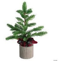 Real Fraser Fir Mini Christmas Tree. Live | Etsy (US)