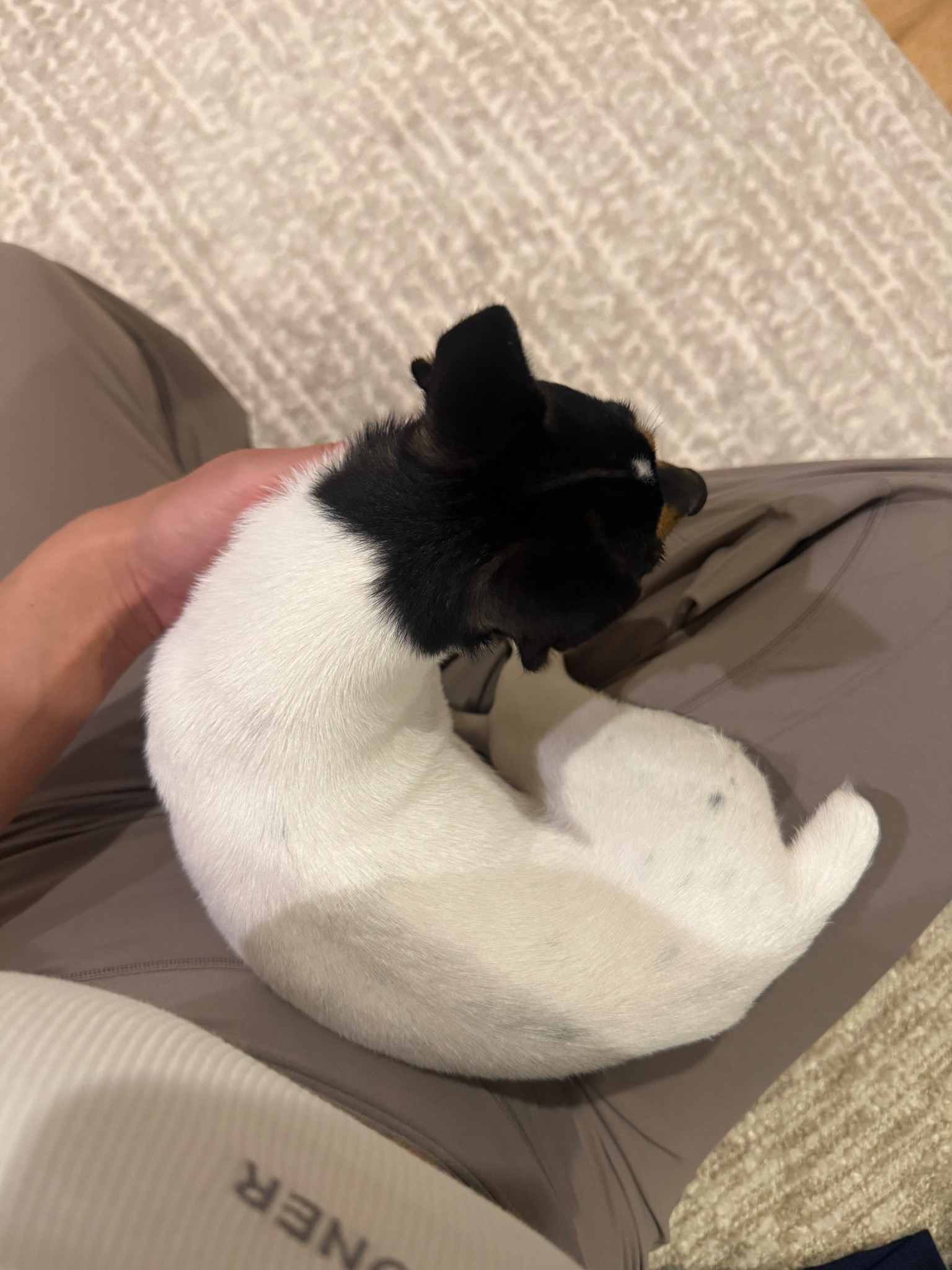 Custom rug in the primary bedroom. Rug Guide is linked in my IG bio. Wearing some of my new favorite activewear.

#LTKdayinmylife #LTKootd #LTKHome