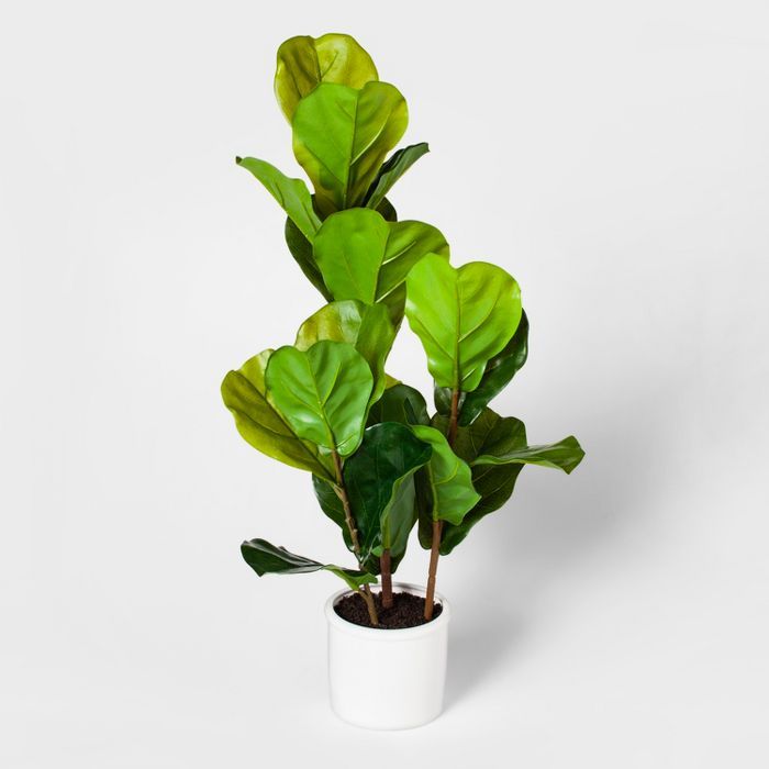 33" x 16" Fiddle Leaf Fig Plant in Pot Green/White - Threshold™ | Target