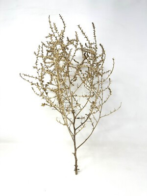 Tumble Weeds~Naturally Dried~Western Decor~Country Crafts~Free Shipping | eBay US