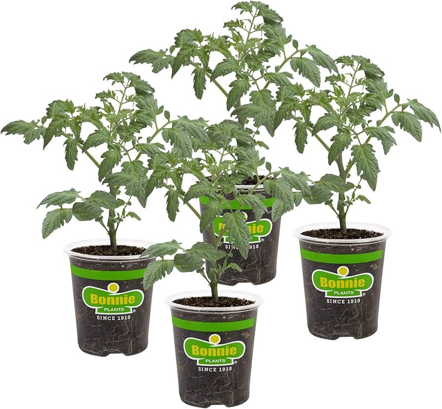Bonnie Plants Bush Goliath Tomato Live Vegetable Plants - 4 Pack, Disease-Resistant, 6 - 8 Oz. Fr... | Amazon (US)
