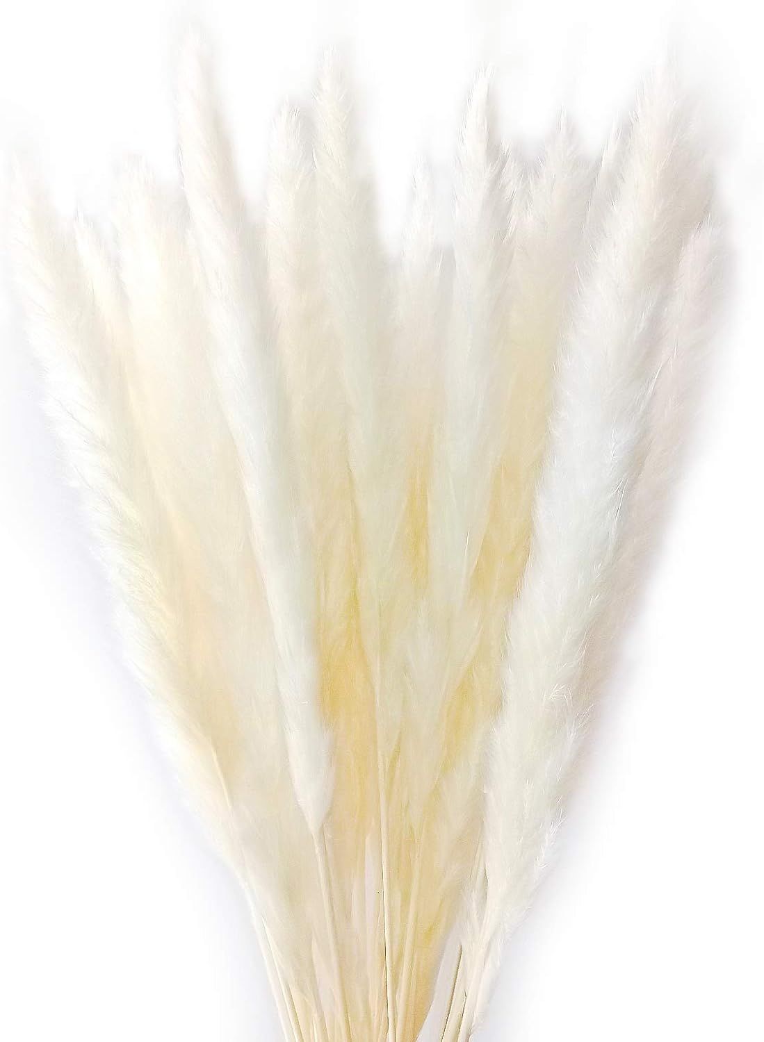 Dongliflower 50 Pcs Natural Dried Small Pampas Grass, Reed Plume,Phragmites Communis,Wedding Flow... | Amazon (US)