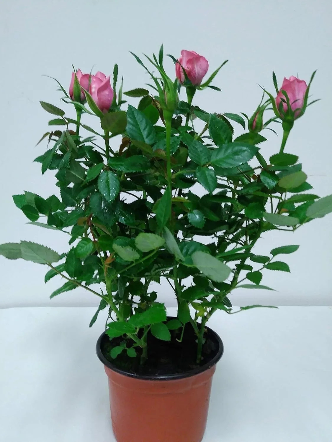 4" Mini Pink Rose Bush | Walmart (US)