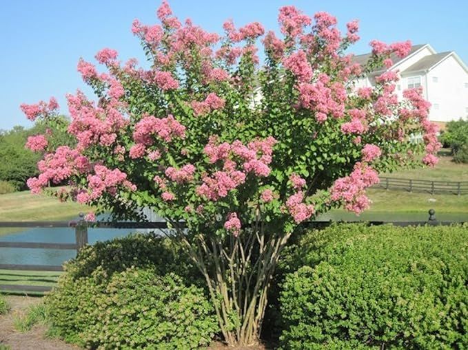 Large HOPI Crape Myrtle, 2-4ft Tall When Shipped, Matures 8-10ft, 1 Tree, Beautiful Bright Pink, ... | Amazon (US)