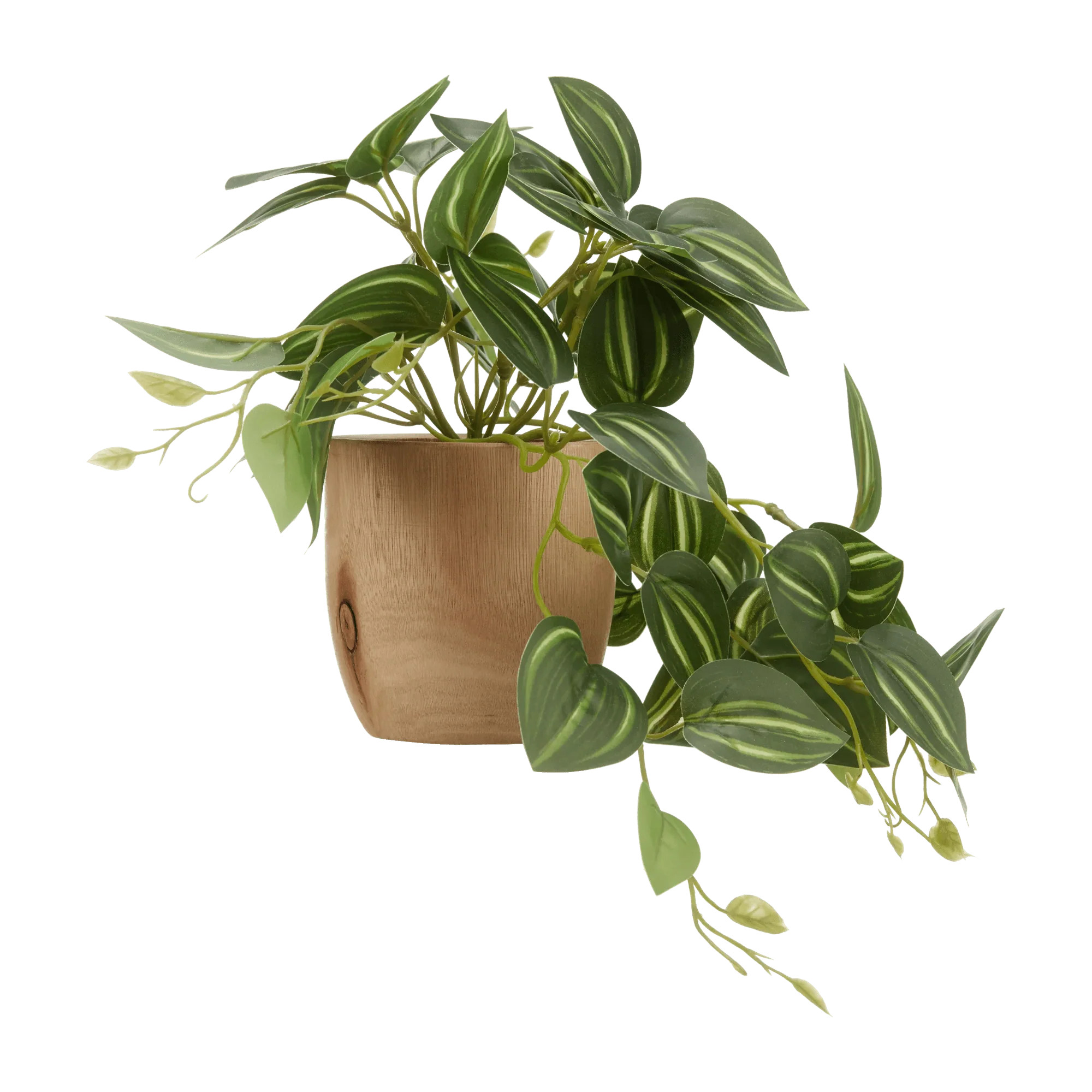 Artificial Fittonia in Wood Pot | Bouclair