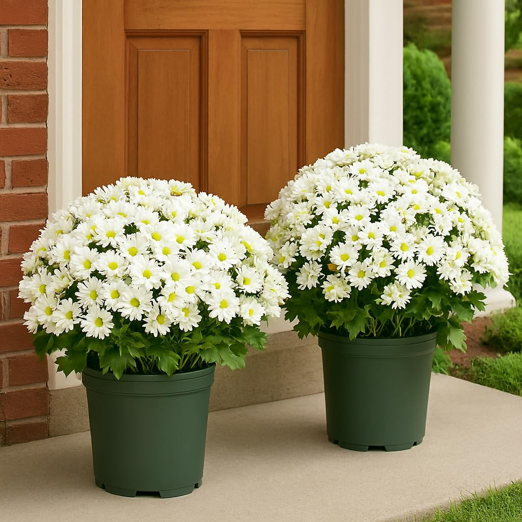 Artificial Mums for Outdoors Fall Flowers Faux Mums for Outdoor Planters, Look Real, Full, Vibran... | Amazon (US)