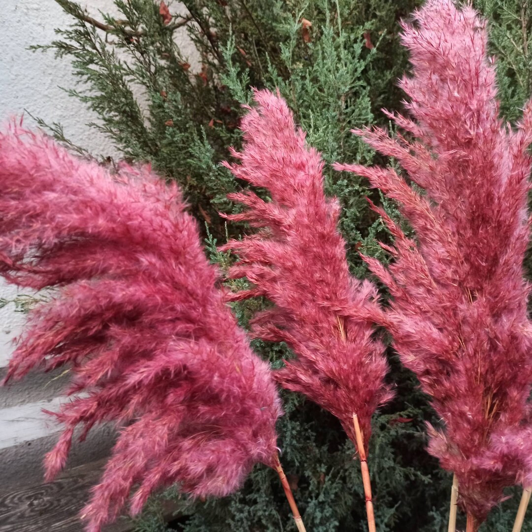 Fluffy Pampas Grass, Pink Color, Dry Flower Bouquet for Boho Wedding Decor, Pink Pampas, Table Dr... | Etsy (US)