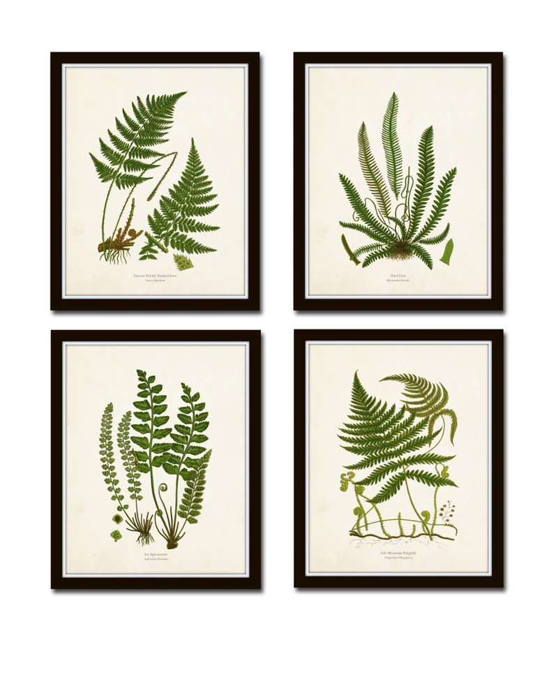 Vintage Fern Prints Set No. 32, Giclee, Vintage Botanical Art, Print Sets, Vintage Fern Prints, W... | Etsy (US)