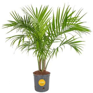 Costa Farms Majesty Indoor Palm in 9.25 in. Grower Pot, Avg. Shipping Height 3-4 ft. Tall 10MAJ -... | The Home Depot
