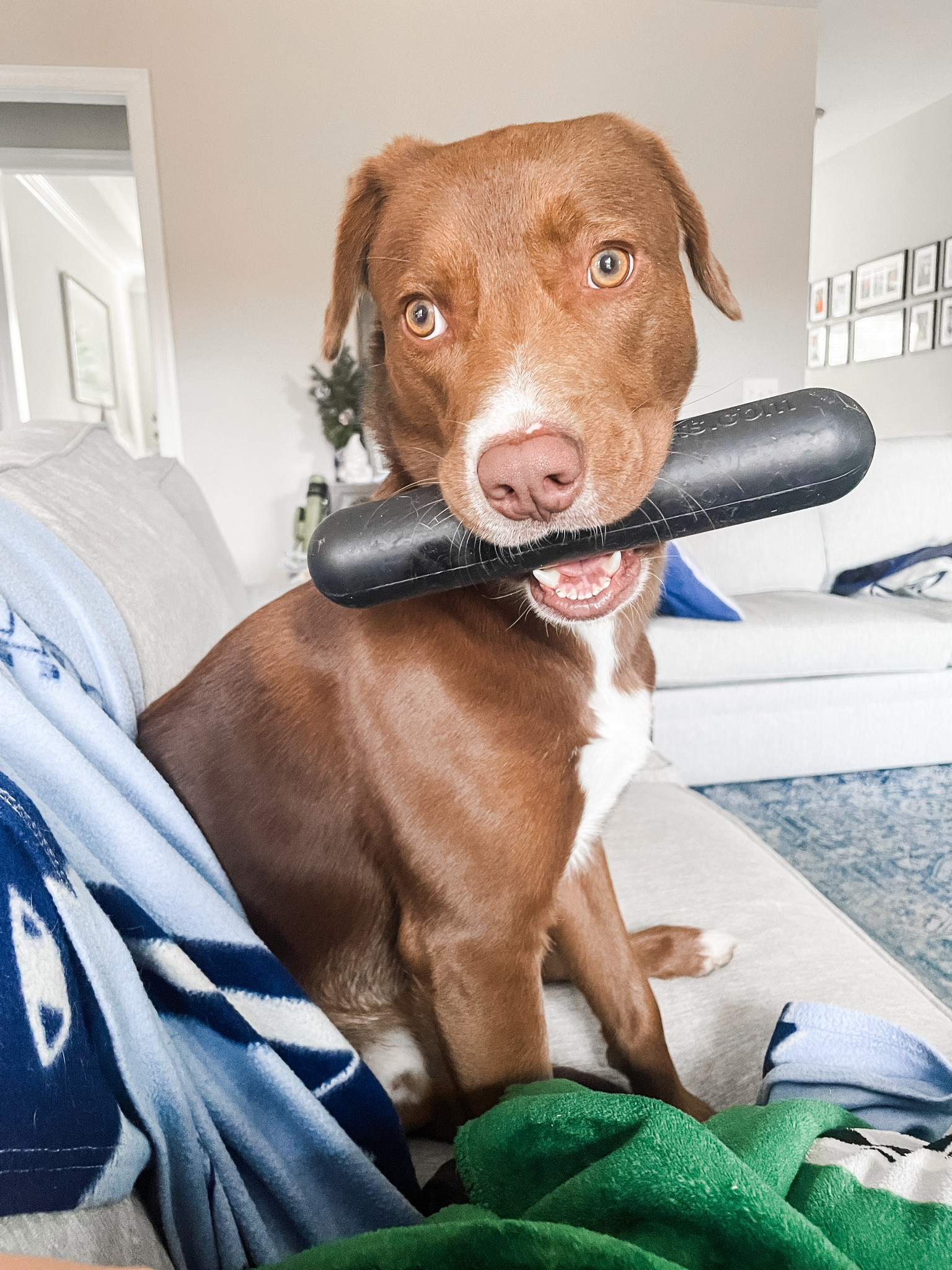 Your must have indestructible dog toy for your dogs stocking this year! Tucker tested and approved for the last 6 months! I’ve tagged his favorite indestructible ball, his favorite very large bully sticks as well as our cats favorite thing, the dog proof dog latch so he can’t enter their room! 

Dog chew, must have dog toys, tough tough, indestructible gift for dogs

It’s surprisingly heavy, so don’t let your furry friend drop it on your foot! 😂😅

#LTKfindsunder50 #LTKCyberWeek #LTKGiftGuide