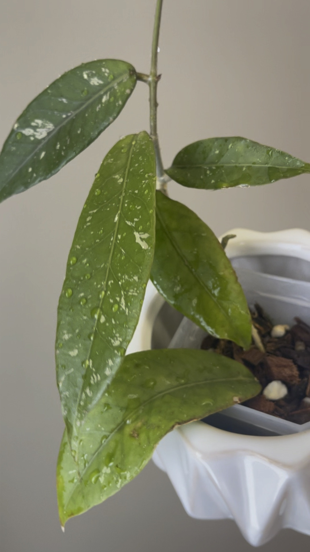 Economically beautiful planter! 

#LTKSeasonal #LTKFind #LTKhome