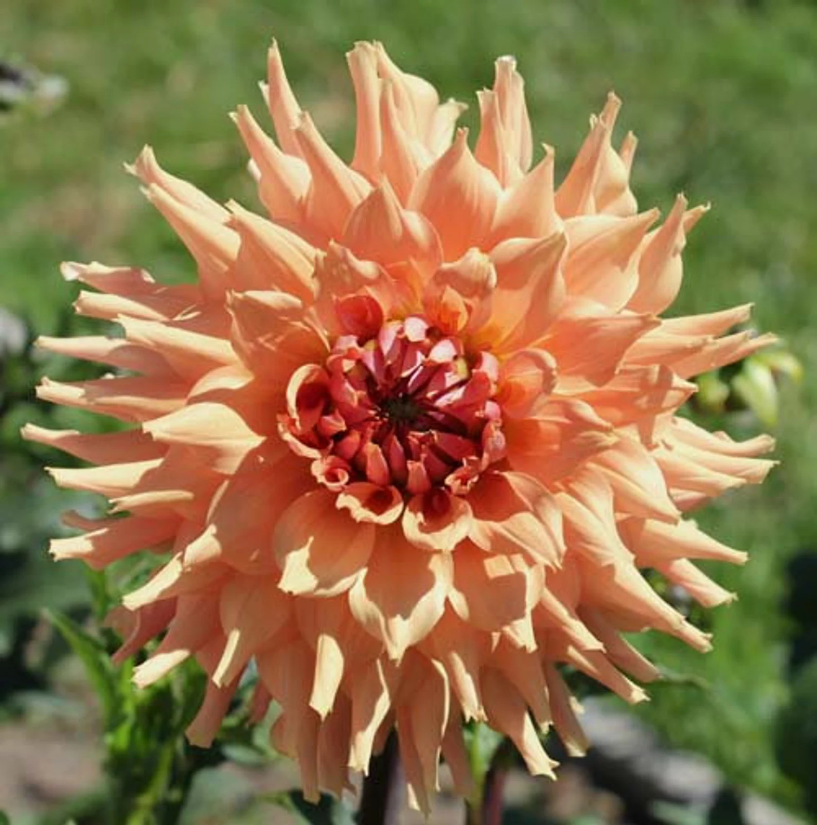 One Terracotta Dahlia Tuber Terracotta Tuber Orange Peach - Etsy | Etsy (US)