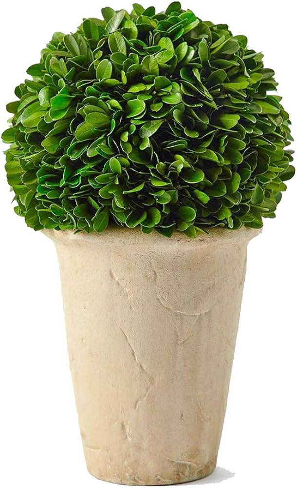 Brand: BoxwoodWorld | Amazon (US)